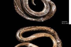 10 ular spesies baru