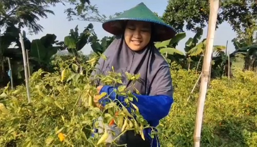 Harga Cabai Mahal, Petani di Blitar Untung Besar 6 5 cabai