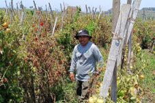 Jerit Petani Tomat di Malang, Sekilo Cuma Seribu Rupiah