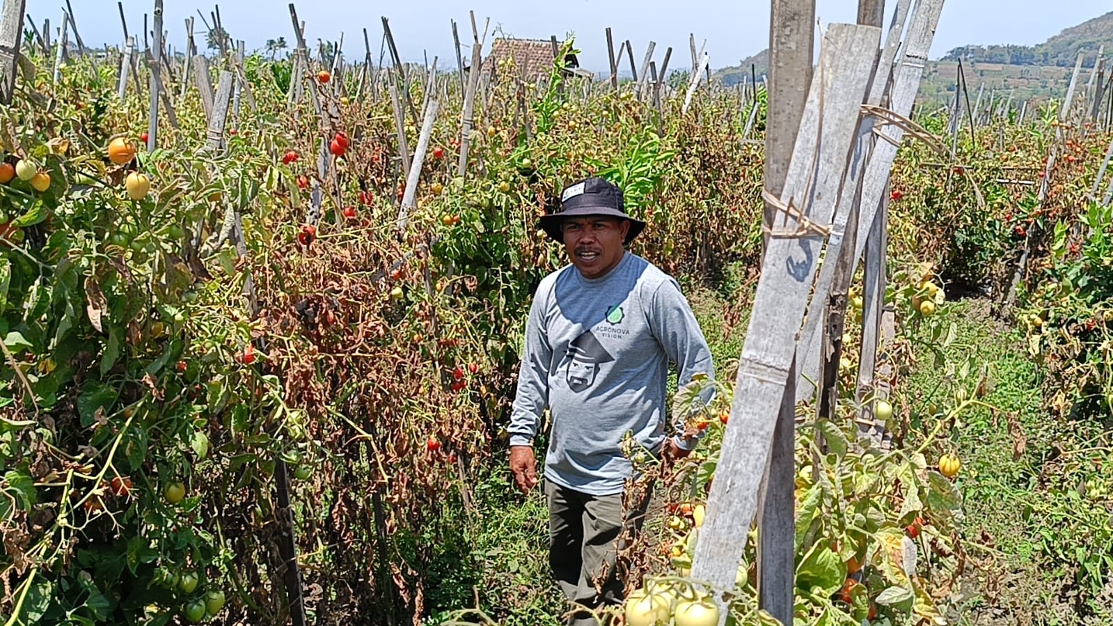 Jerit Petani Tomat di Malang, Sekilo Cuma Seribu Rupiah