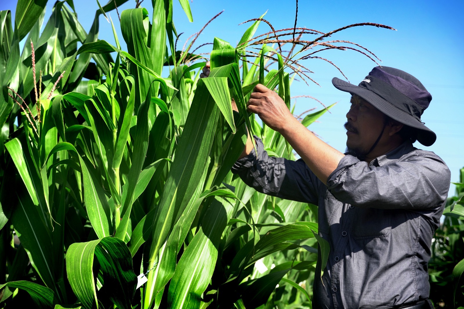 Profesor Pertanian UB Kembangkan Inovasi Jagung Produktiftas Tinggi dan Masa Panen Lebih Cepat di NTT 8 WhatsApp Image 2024 09 06 at 02.09.05