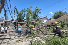 Pohon Trembesi Tumbang Akibat Angin Kencang di Kabupaten Malang 9 WhatsApp Image 2024 09 13 at 06.10.16