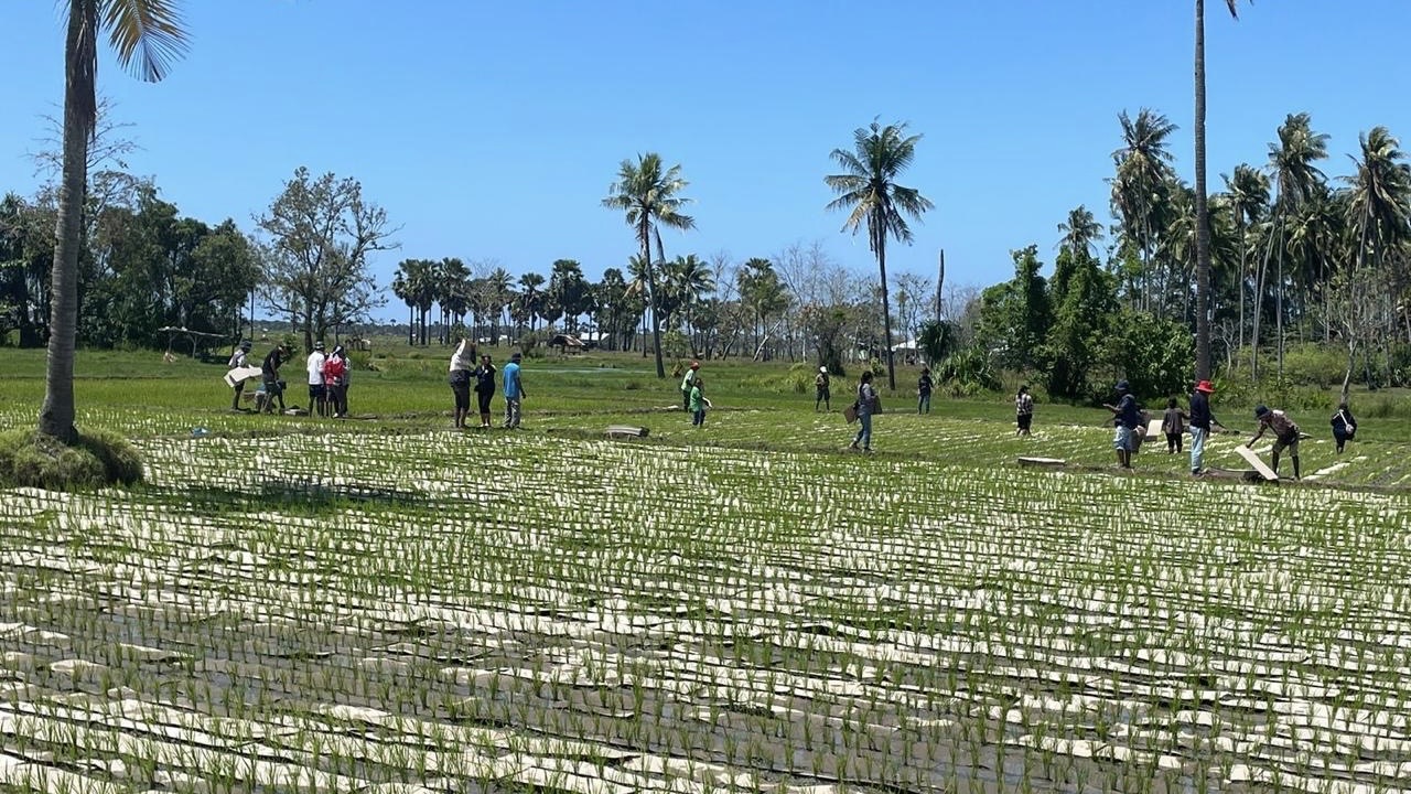 UB Uji Coba Teknologi Pita Mulsa Organik di Lahan Demplot Malaka 2 ad16589b bf8b 4d8b 8266 1614fbef13e6