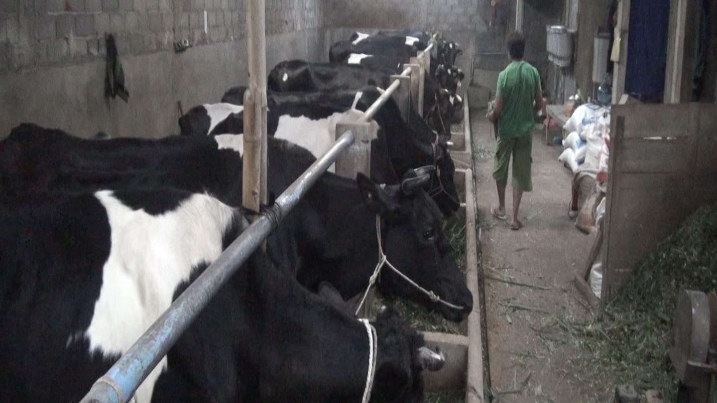 Wacana Impor Sapi, Peternak di Malang Khawatir Hanya Untungkan Peternakan Besar 14 b0c7eea0 f328 46cc 8a70 6f53802f614e