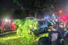 pohon tumbang