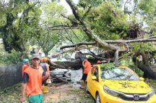 Hujan Deras, Pohon Tumbang dan Tanah Longsor Terjadi di Kota Malang
