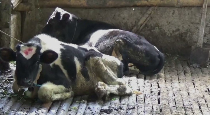 Wabah PMK Melanda Kota Batu, 3 Sapi Terjangkit