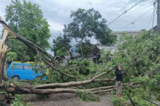 Angin Kencang Terjang Kota Malang, 9 Pohon Tumbang di Berbagai Lokasi
