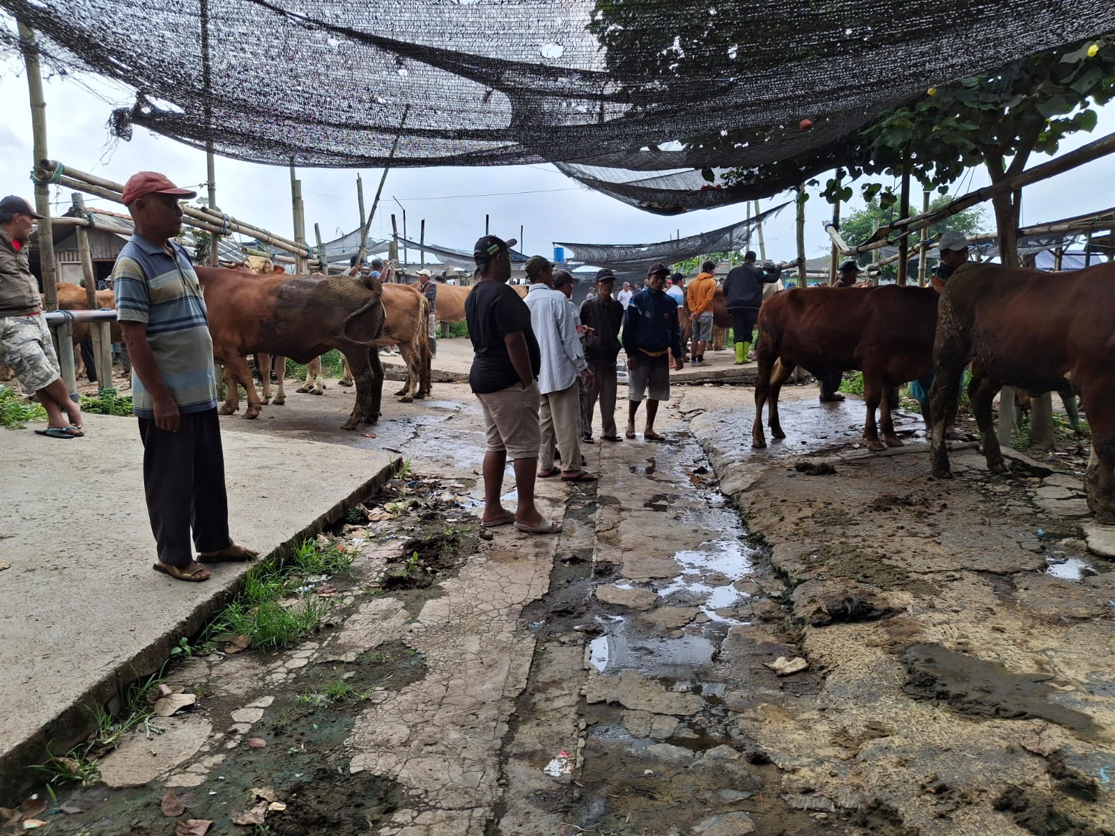 Wabah PMK Tak Pengaruhi Pasar Hewan Gondanglegi, Belum Ada Pemeriksaan Hewan dari Dinas Terkait 9 Aktivitas di PAsar Hewan Gondanglegi