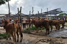 Hewan ternak di pasar gondanglegi
