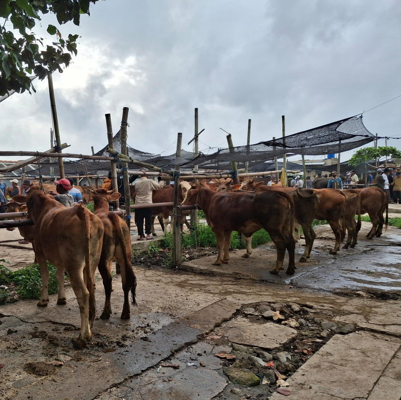 Wabah PMK Serang 152 Hewan Ternak di Kabupaten Malang, Belum Ada Kebijakan Tutup Pasar Hewan 5 Hewan ternak di pasar gondanglegi