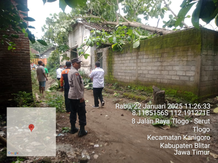 Pohon Jati Tumbang Timpa Dapur Rumah Warga Blitar