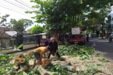 Pohon Keropos Resahkan Warga, DPUPR Batu Lakukan Penebangan 5 IMG 20250128 164644