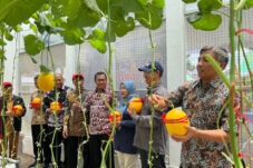 UMM Produksi Melon Berbasis Teknologi Smart Farming