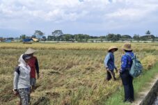 Pastikan Harga Gabah Stabil, Tim BPSI Jestro Terjun Langsung ke Petani