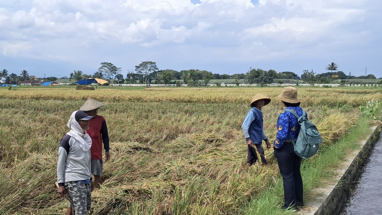 Pastikan Harga Gabah Stabil, Tim BPSI Jestro Terjun Langsung ke Petani 15 Pastikan Harga Gabah Stabil, Tim BPSI Jestro Terjun Langsung ke Petani