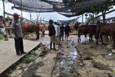 Wabah PMK Bikin Penjualan Sapi di Pasar Hewan Gondanglegi Lesu