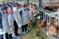 616 Sapi di Kabupaten Malang Terpapar PMK, 60 Persennya Bisa Disembuhkan 8 616 Sapi di Kabupaten Malang Terpapar PMK, 60 Persennya Bisa Disembuhkan