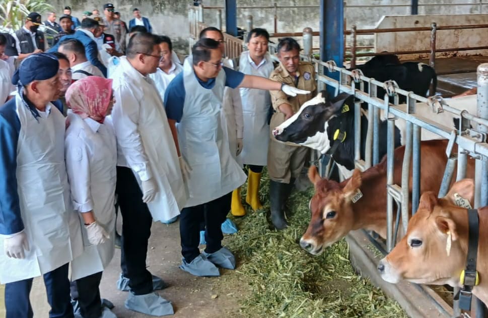 616 Sapi di Kabupaten Malang Terpapar PMK, 60 Persennya Bisa Disembuhkan