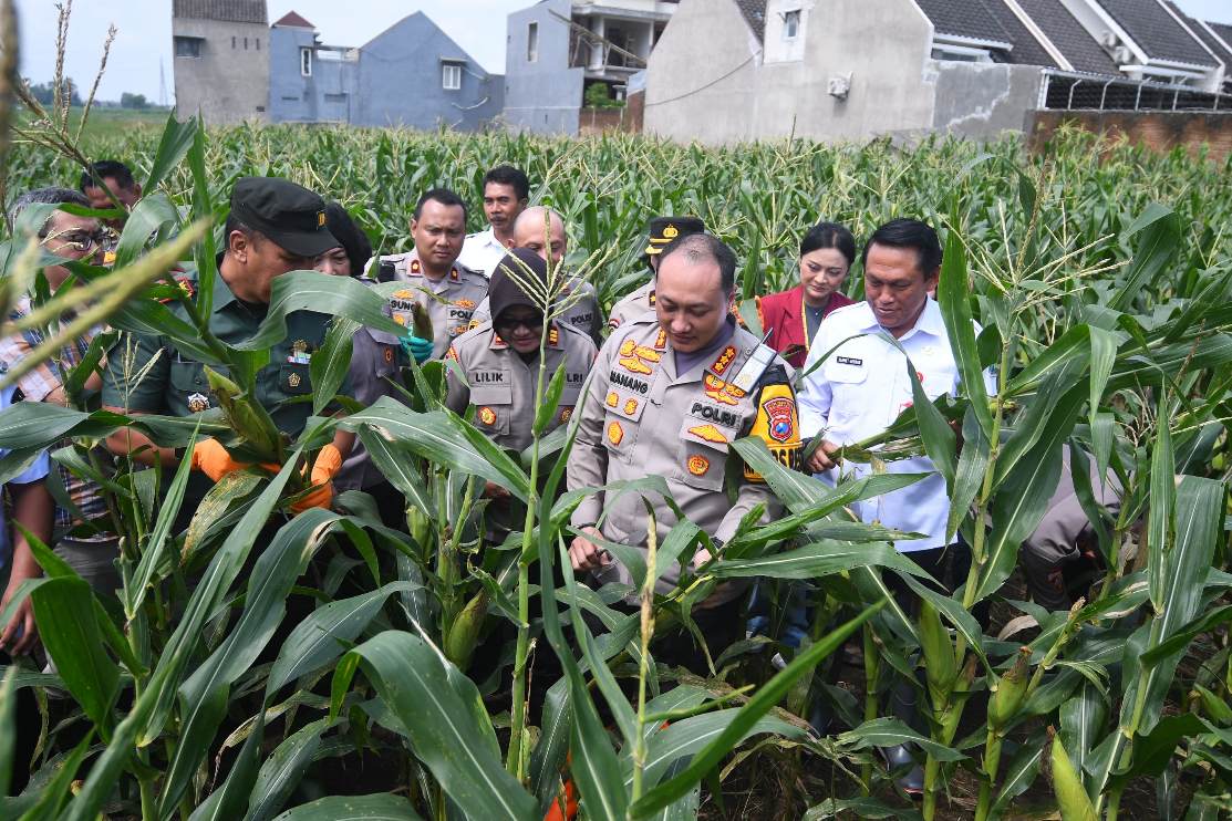 Polresta Malang Kota Panen Raya Varietas Jagung Pertiwi Bersama Mahasiswa 14 IMG 20250226 152659