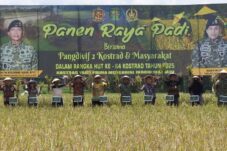 Dukung Ketahanan Pangan, Divif 2 Kostrad Panen Raya di Malang dan Jember