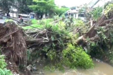 Pohon Tumbang di Pakisaji Sebabkan Pemadaman Listrik