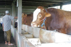 Wabah PMK di Sidoarjo Bikin Peternak Resah, Dua Sapi Mati Mendadak