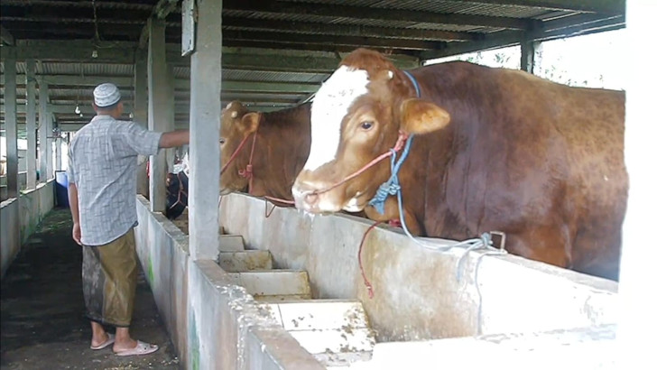 Wabah PMK di Sidoarjo Bikin Peternak Resah, Dua Sapi Mati Mendadak