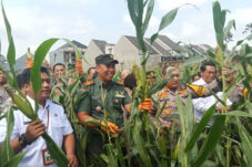 Panen Raya Jagung Serentak Pertama Digelar Nasional, Malang Tak Ketinggalan