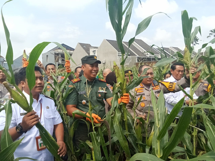 Panen Raya Jagung Serentak Pertama Digelar Nasional, Malang Tak Ketinggalan