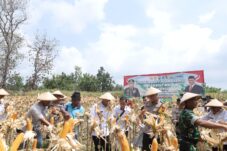 Kapolres Lamongan bersama Forkopimda Panen Raya Jagung Serentak Dukung Ketahanan Pangan Nasional 8 panen raya