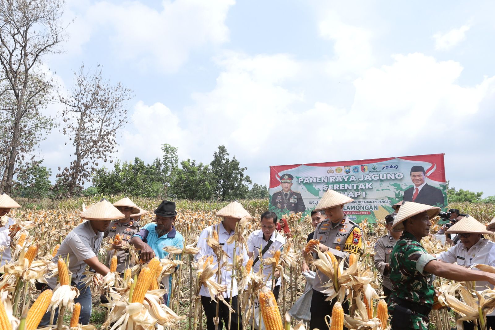 Kapolres Lamongan bersama Forkopimda Panen Raya Jagung Serentak Dukung Ketahanan Pangan Nasional 8 panen raya