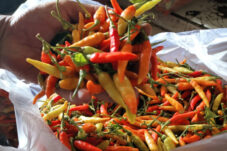 Harga Cabai Rawit Turun Drastis, Pedagang Justru Keluhkan Sepinya Pembeli 9 Harga Cabai Rawit Turun Drastis, Pedagang Justru Keluhkan Sepinya Pembeli