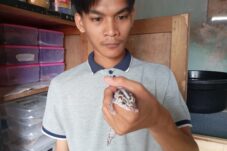 Iseng Ternak Leopard Gecko, Mahasiswa di Jember Raup Cuan Jutaan Rupiah Tiap Bulan