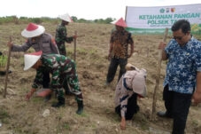 Dispaperta Anggarkan Pengadaan Bibit Senilai Hampir Rp 1 Miliar, Ini Alasannya