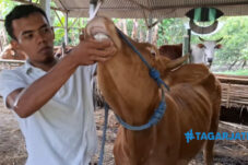 Pemuda Blitar, Raup Cuan Ratusan Juta Dari Jualan Sapi Kurban