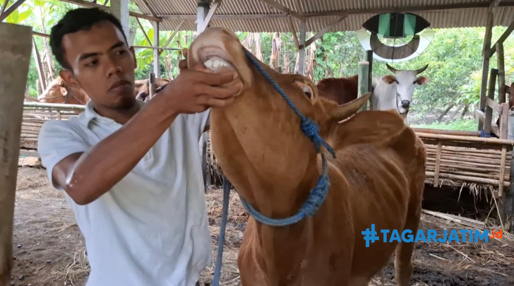 Pemuda Blitar, Raup Cuan Ratusan Juta Dari Jualan Sapi Kurban