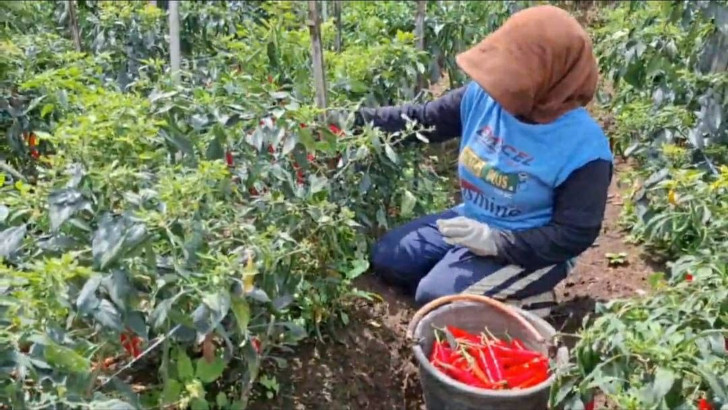 Cuaca Buruk, Panen Cabai Besar di Kota Batu Merosot, Harga Jual Justru Anjlok