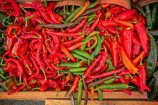 Harga Cabai Rawit Merah Terus Turun, Namun Harga Cabai Merah Besar Kembali Naik