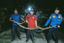 Petugas Damkar Tangkap Ular Piton Sepanjang 4 Meter yang Masuk ke Rumah Warga 13 IMG 20250504 WA0003