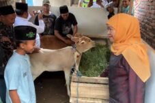 Gubernur Jawa Timur serahkan hadiah sapi ke bocah SD di Singosari, Kabupaten Malang pada Minggu (18/5/2025) (Foto: Puput Hajarani/ tagarjatim.id)
