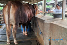 Jihad, Sapi Jumbo Piaraan Peternak Blitar Dibeli Presiden Prabowo dengan Harga Fantastis