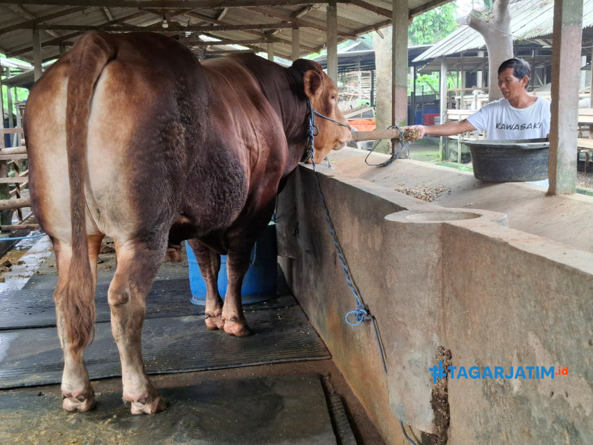 Jihad, Sapi Jumbo Piaraan Peternak Blitar Dibeli Presiden Prabowo dengan Harga Fantastis