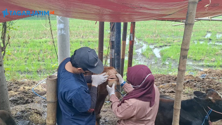 Perketat Pengawasan Penyebaran Penyakit PMK dan LSD, Dispaperta Sidoarjo Periksa Hewan Kurban di Lapak Penjualan 17 Perketat Pengawasan Penyebaran Penyakit PMK dan LSD, Dispaperta Sidoarjo Periksa Hewan Kurban di Lapak Penjualan