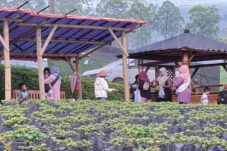Long Weekend Kenaikan Isa Almasih, Wisata Petik Stroberi di Kota Batu Diserbu Wisatawan 4 IMG 20250530 WA0023