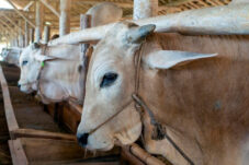 Kurban Satu Ekor Sapi Dihitung Untuk Berapa Orang? Simak Penjelasan dan Nilainya