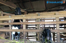 Menjelang Idul Adha Harga Kambing Naik, Etawa Jadi Favorit Pembeli