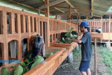 Peternak di Malang Bikin Ramuan Penggemukan Kambing Jelang Iduladha 2025 18 Peternak di Malang Bikin Ramuan Penggemukan Kambing Jelang Iduladha 2025
