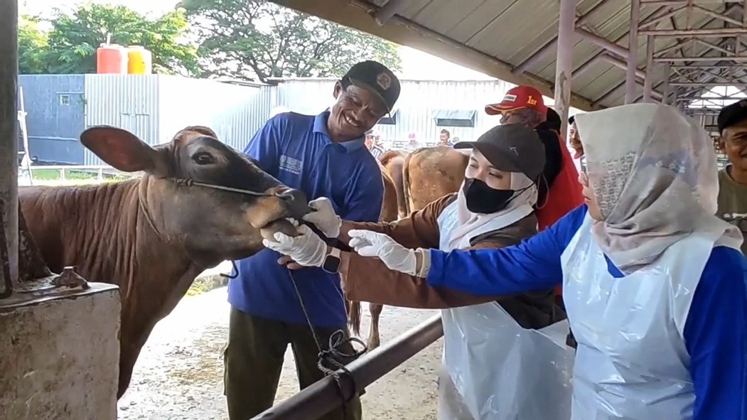 Petugas Disnakeswan Lamongan memeriksa sapi milik pedagang di pasar hewan Desa Bakalanpule, Kecamatan Tikung (Sapari/ tagarjatim.id)