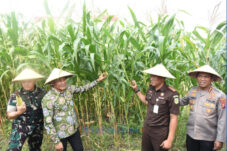 Pemkab Sidoarjo Dukung Swasembada Pangan, Salurkan 300 Ton Benih Jagung Usai Panen Raya 5 Pemkab Sidoarjo Dukung Swasembada Pangan, Salurkan 300 Ton Benih Jagung Usai Panen Ray